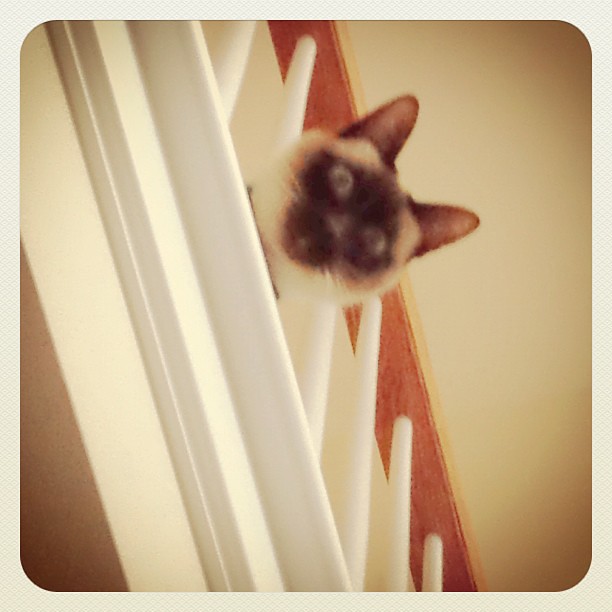 38/365+1 Somebody's Watching Me #cat #siamese