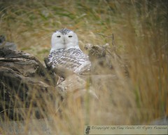 Snowy Owl Irruption: Winter 2011-2012