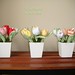tulipas de cores