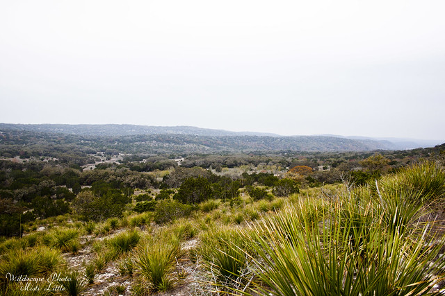 hill country state natural area_12 10 11_0206