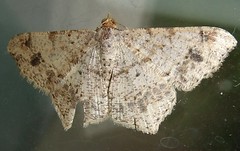 Geometrid moth (Chiasmia sp.) B