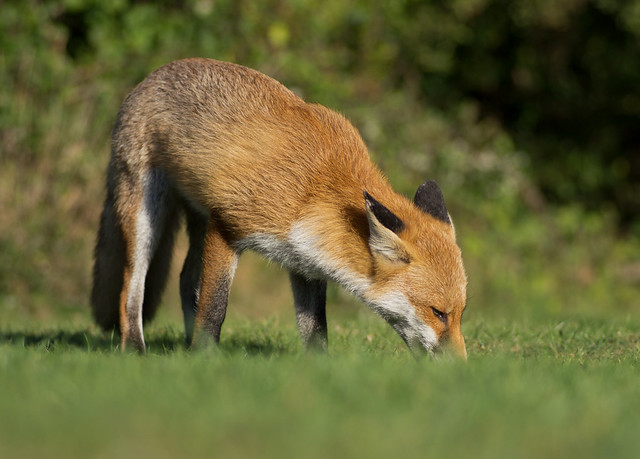 red fox 16