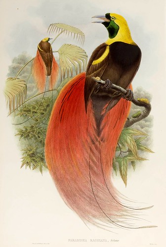 032-Ave del paraiso Marques de Raggi-The birds of New Guinea and the adjacent Papuan islands..1875-1888-Vol I-Gould y Sharpe