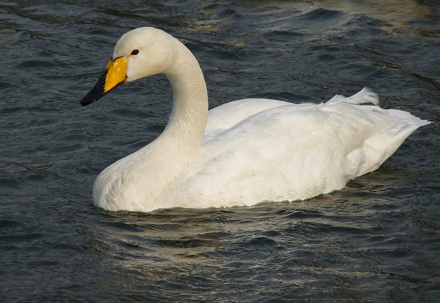 25436 - Whooper Swan, Cosmeston