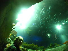 Ocean Park Grand Aquarium Skylight