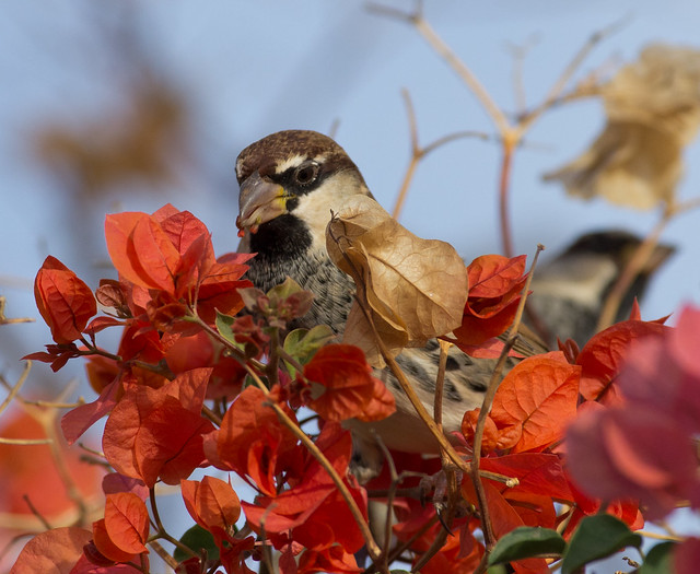 Spanish sparrow in flowers