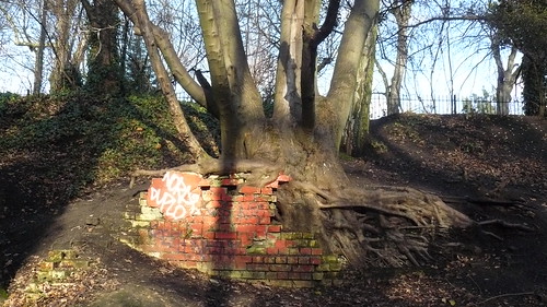 Tree growing out of wall