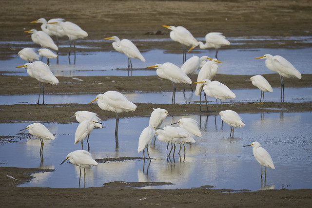 Great Egrets and Snowy Egrets