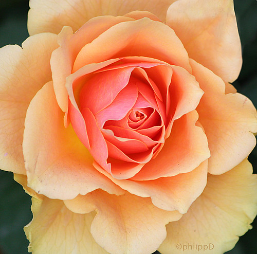 The Rose by Phlipp D