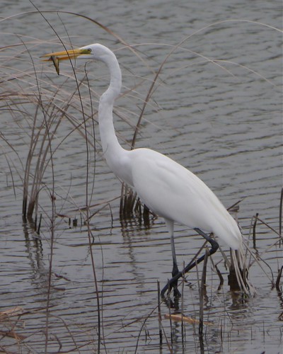 Great Egret with Fish - 1