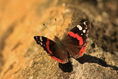Mariposas - butterflies - 2012
