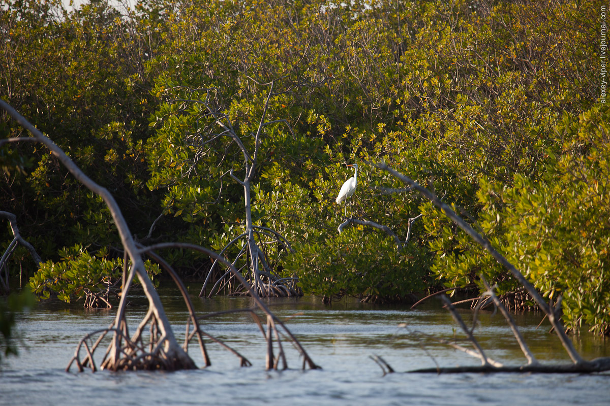 Куба: меж мангровых зарослей 2012.01.12-2012.01.26_dive_safari_[cuba]-diving-001