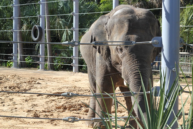 Elephant at Houston Zoo