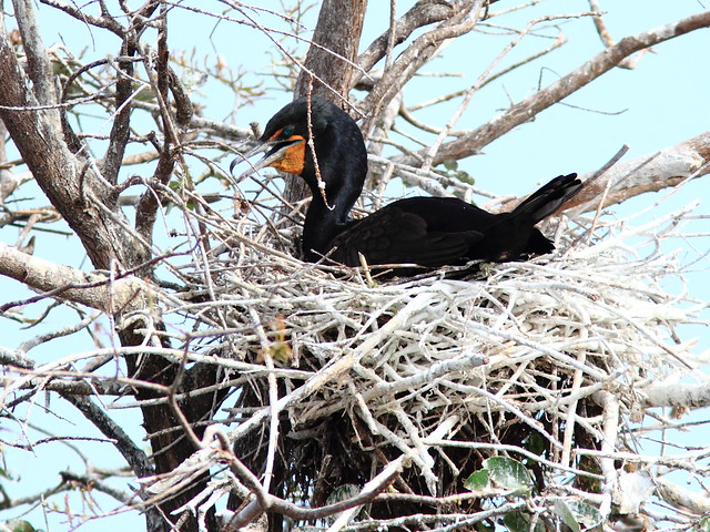 Cormorant on nest 20111204