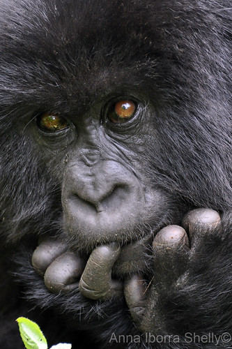 Planning a baby gorilla
prank