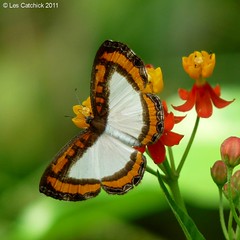 Butterflies, moths and caterpillars of Ecuador 2011