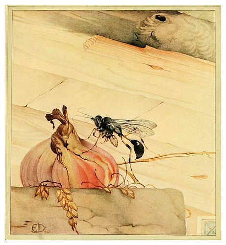 028-Pelopaeus spirifex- Fabre's book of insects ..1921-Ilustrado por Edward Detmold