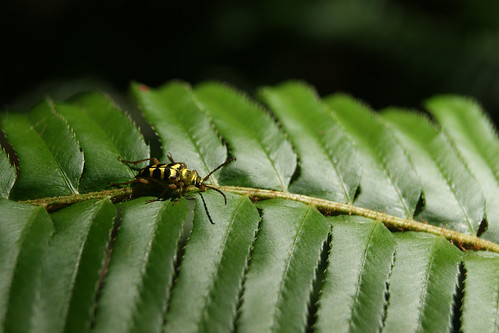 Bug on a Fern