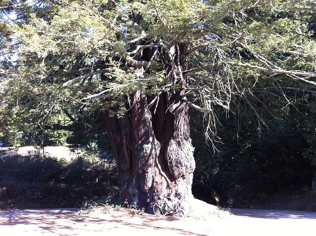 Huge Redwood Tree