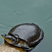 A turtle at the Twin Pond