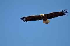 Bald Eagle DSC_2275 by Mully410 * Images