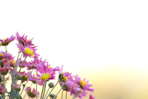 Florist's chrysanthemum - 無料写真検索fotoq