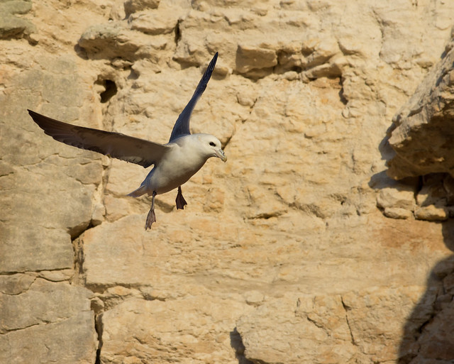 fulmar in front of cliff 2