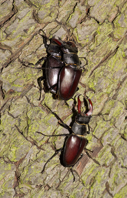 stag beetle mating pair on tree 3 with another male