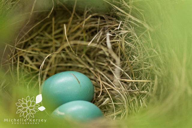 Robins egg nest