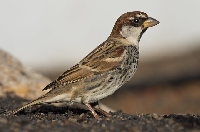 Spanish sparrow 14
