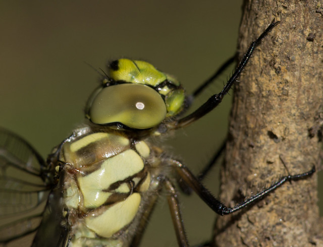 Southern hawker just emerged close up
