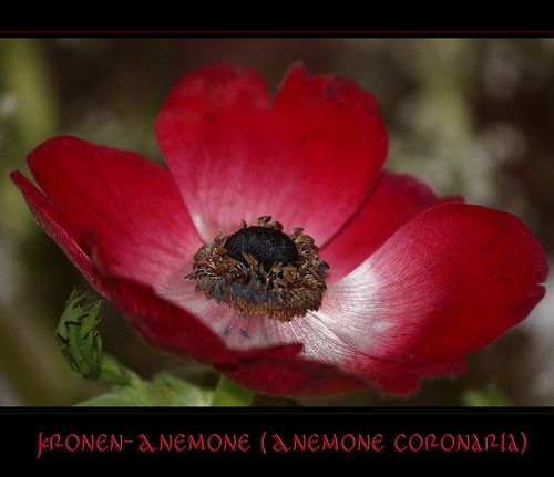 Kronen-Anemone (Anemone coronaria)
