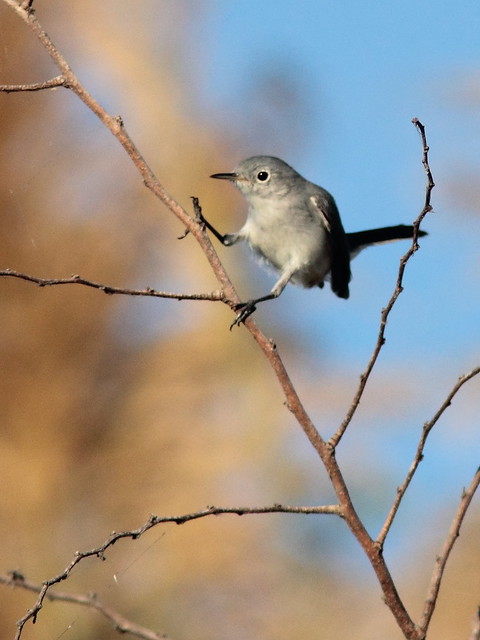 Blue-gray Gnatcatcher 7-20120125