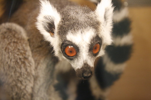 Taxidermy: Ring-tailed Lemur