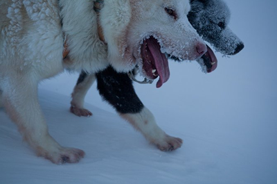 Fotos de Groenlandia (Fritz Hoffmann para National Geographic)
