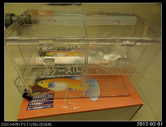 20120201Fish1