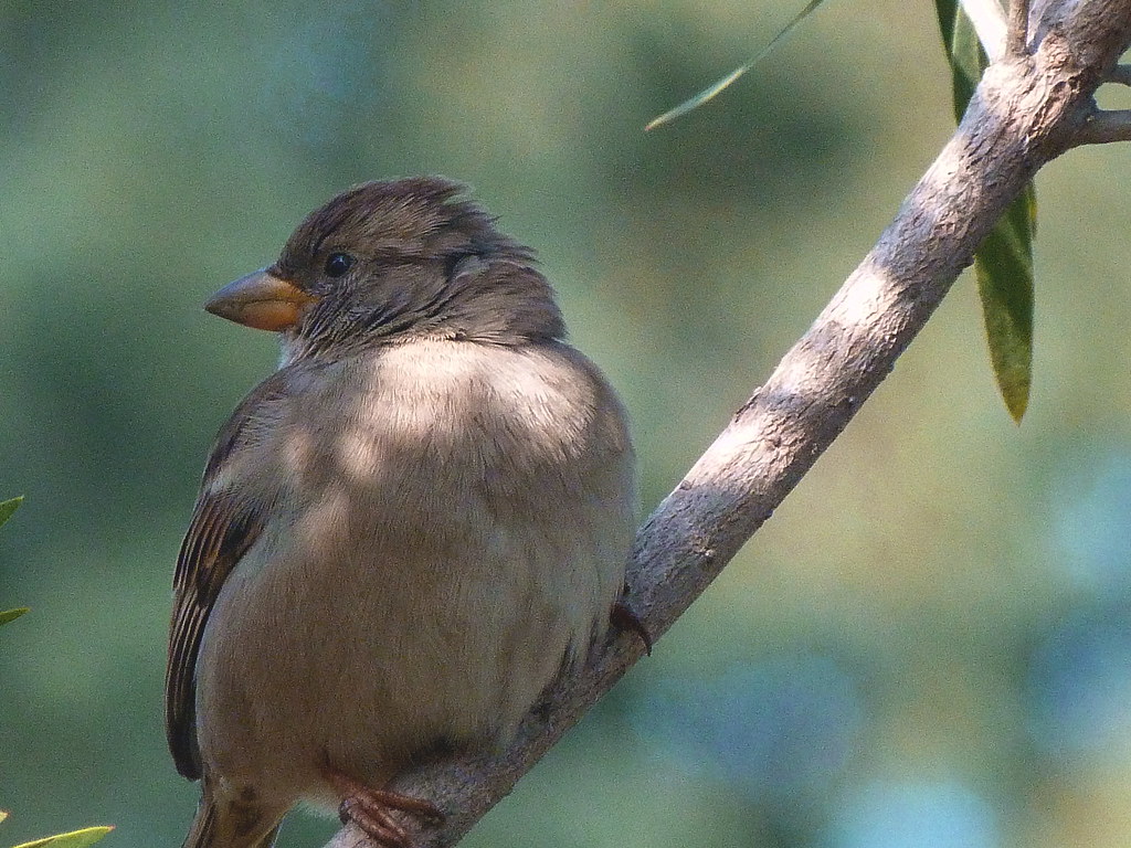 26-01-2012-sparrow