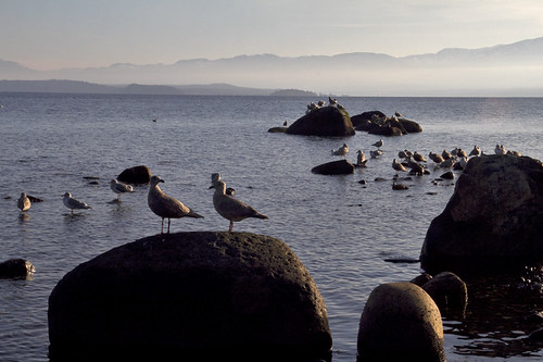 a gathering of gulls