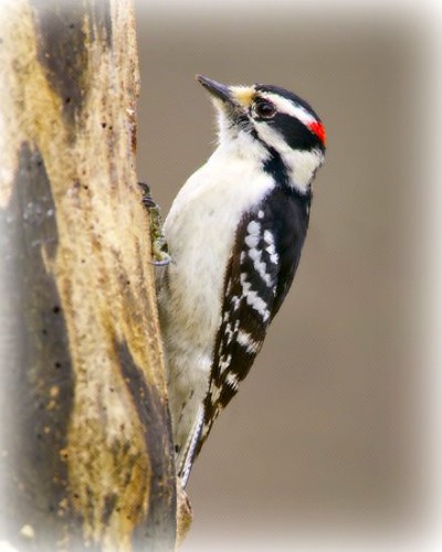 Grote Bonte Specht (Great Spotted Woodpecker) by Plaithy