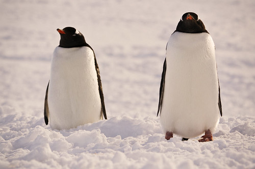 Antarctica 2011 - Duo by BB Ramone