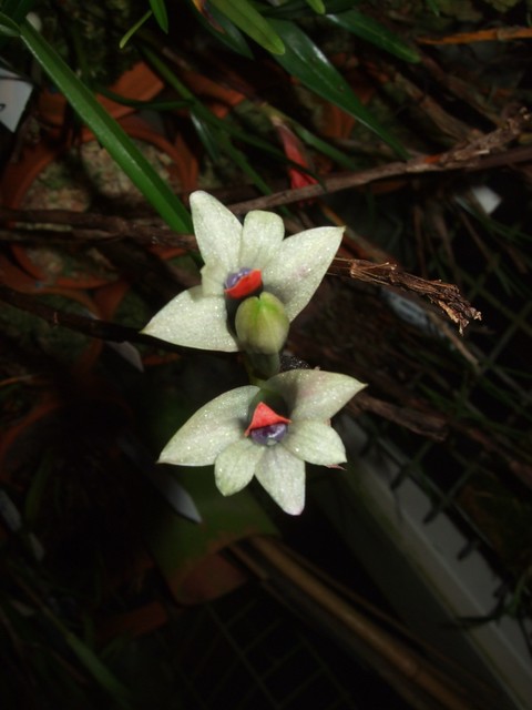 Dendrobium vexillarius coerulea