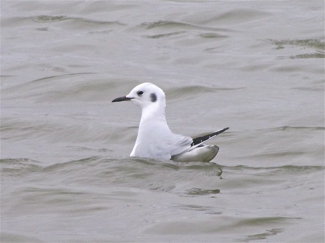 Bonaparte's Gull at Gridley Wastewater Treatment Ponds 02