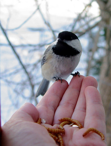 Black-capped Chickadee selecting just the right mealworm