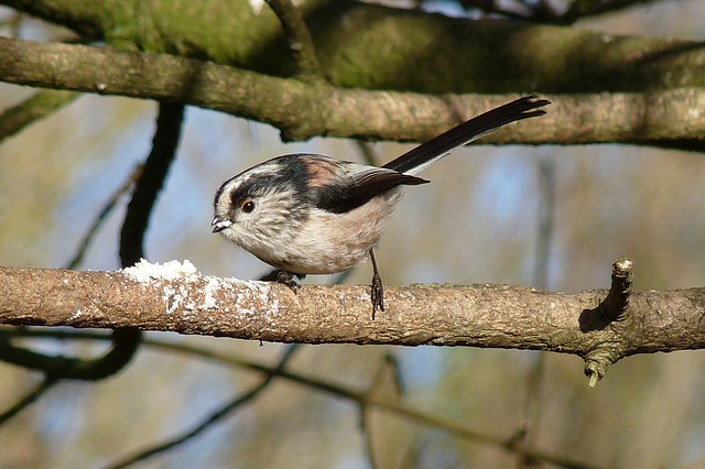25426 - Long Tailed Tit, Llanelli WWT