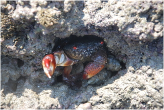 喜歡躲藏於藻礁孔隙的史氏酋婦蟹。(張睿昇攝)