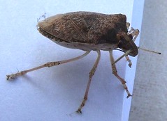 Brown Marmorated Stink Bug (x3)