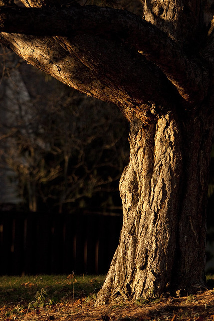 sunlit tree