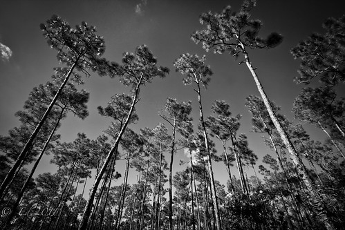 Forest  by photomyhobby