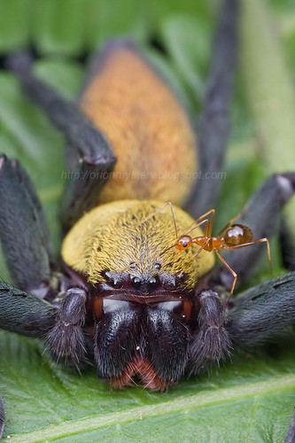 Malaysian Black and Gold Huntsman and a yellow crazy ant..IMG_8834 copy