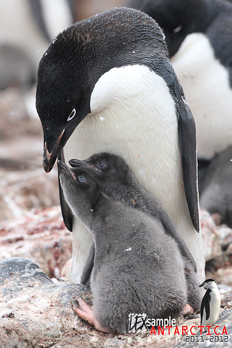 Adelie Penguin (Pygoscelis adeliae) feeding its two chicks. by LEXsample